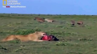 Lions Vs Hyenas Endless War - National Geographic Documentary 2015