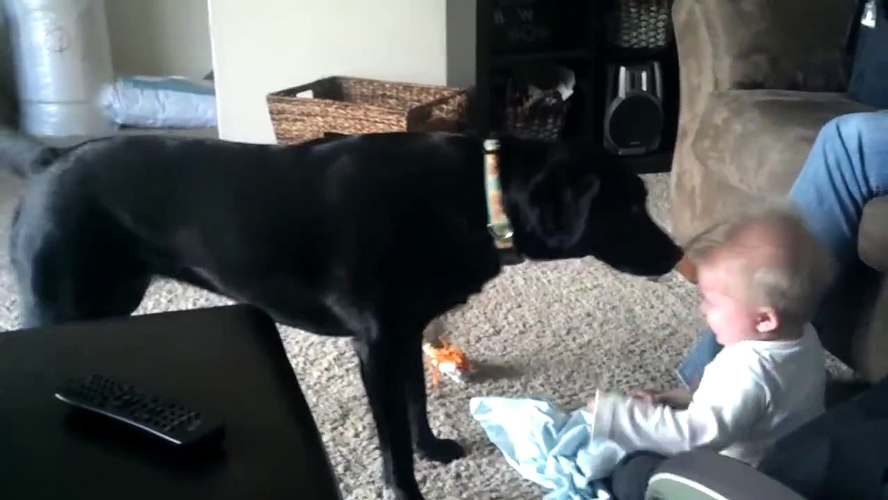 SO Much Fun with Black Dog