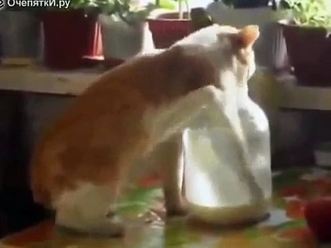 Только Русские коты так могут! Живот порвать можно!