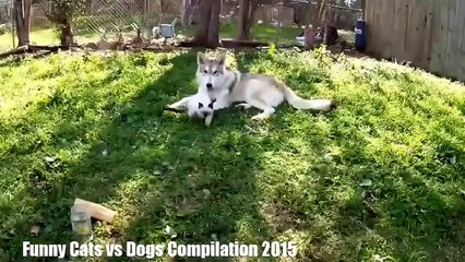 Funny Cats and Dogs Compilation 30 min Happy New
