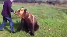 Такого медведя я вижу в первый раз