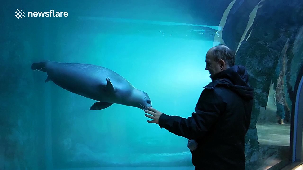 Man "dances" with seal
