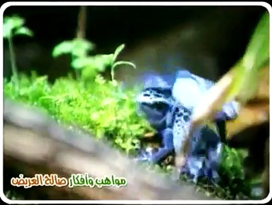 اغنية ضفدع ضفدع نق نق