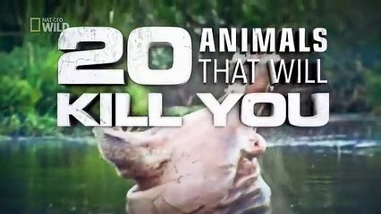 Animals That Will Kill You — National Geographic Wild