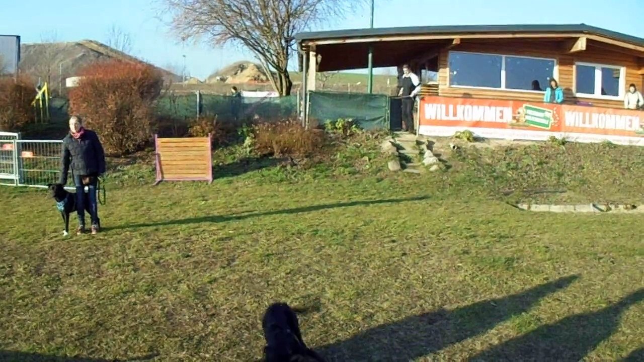 Junghundegruppe