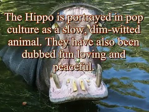 Top 10 Most Dangerous Animals on the Planet