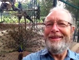 A Britisher gives a tight slap on the face of cow pisscola drinkers.