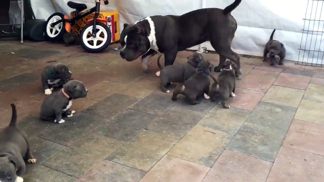 Un énorme papa pitbull pris d'assaut par 9 chiots complètement déchaînés