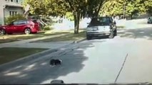 Dizzy Skunk Sprays Police Officer