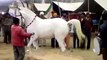 Pakistan horse dance mast mangla dam