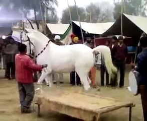 Pakistan horse dance mast mangla dam
