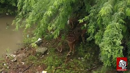 A Deer caught in flood Chennai rain
