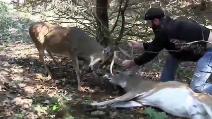 Man Saves Deer In Rut Locked Up With Another Deer!