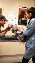 Ce bébé pitbull revoit l'homme qui la sauvé, sa réaction est impressionnante