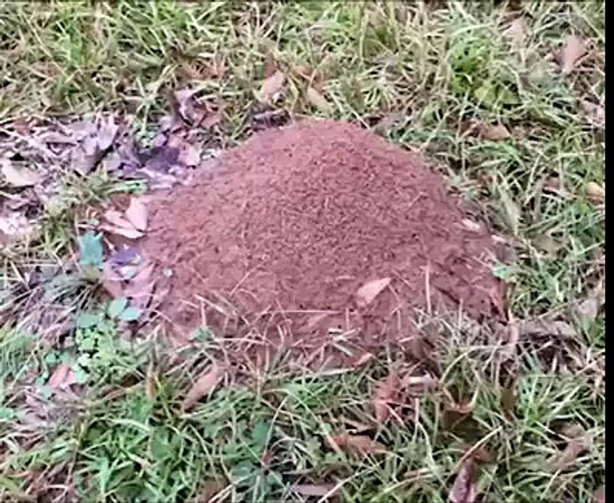 Da uma olhada que incrível ficou a definição de um formigueiro.