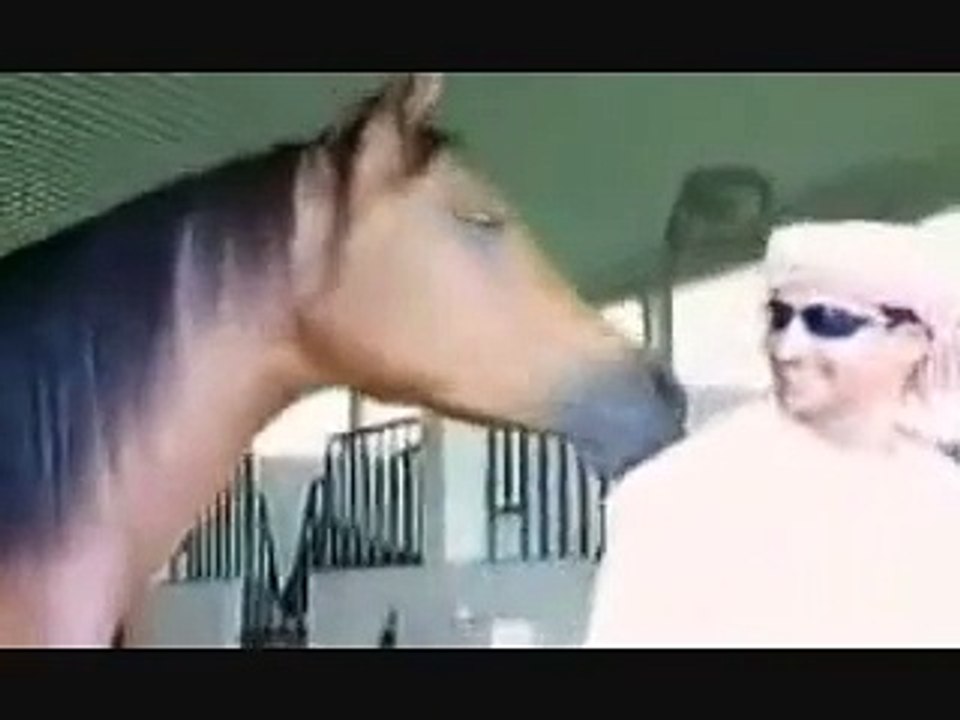 The Loyalty of Arabian Horses Desert Kings