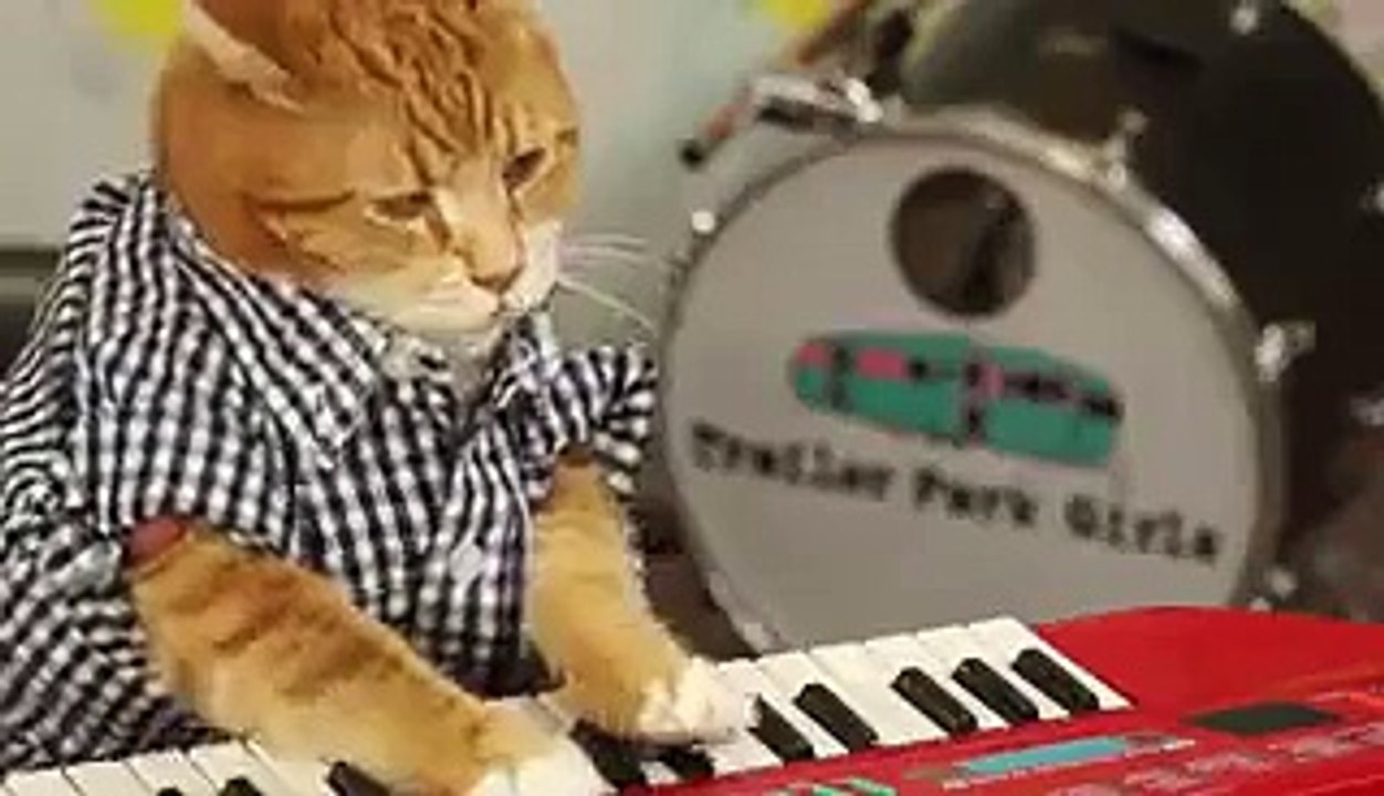 Funny Animals- KEYBOARD CAT 96 TEARS