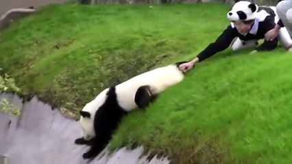 Yaramazlık Yapan Sevimli Panda