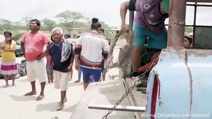 Un puma libéré après 20 années de captivité