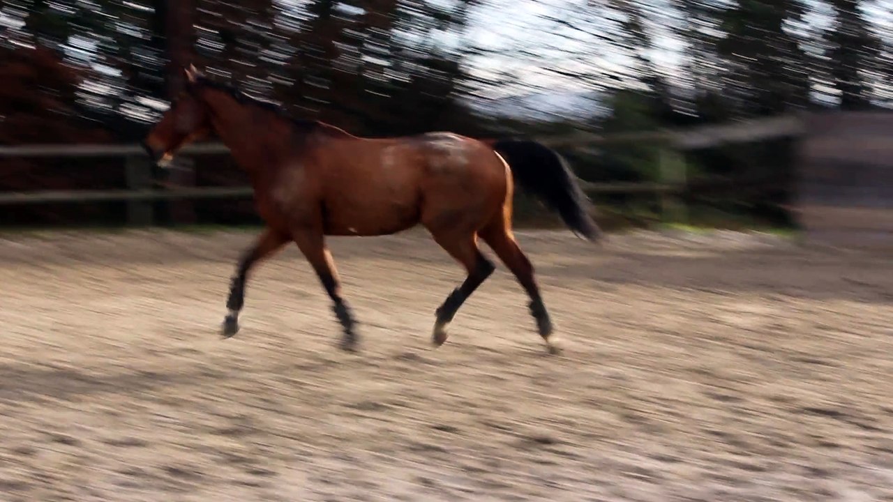 15-12-05 - Liberté au trot 1