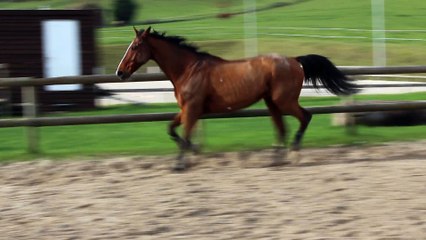 15-12-05 - Liberté au trot 2