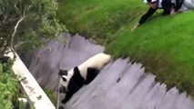 Un panda géant vraiment maladroit au Japon