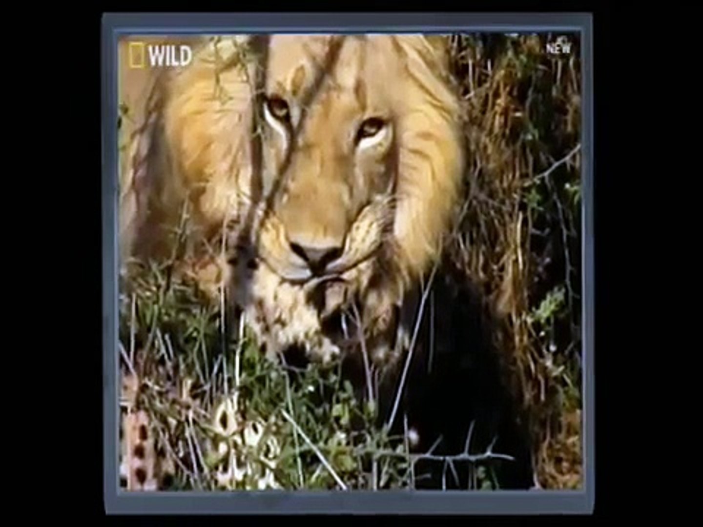 Lion Vs Cheetah Male lion kills 2 cheetahs