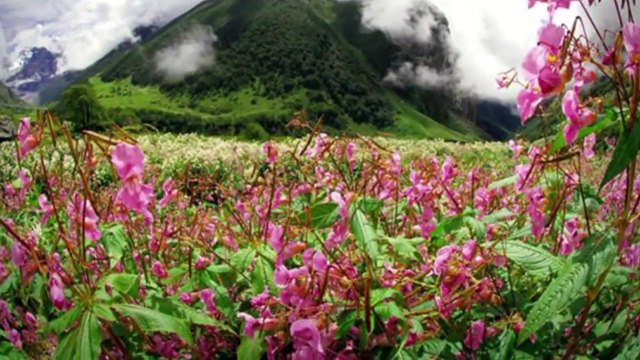 FLORES - Valsa das flores - Tchaikovsky