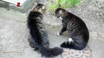 Funny Cats Arguing - Cats Talking To Each Other Compilation  NEW HD
