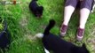Funny Cats Meeting Cute Puppies Compilation  NEW