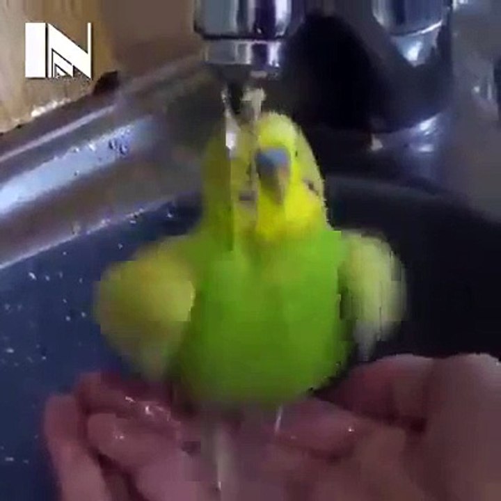 AMAZING PARROT
