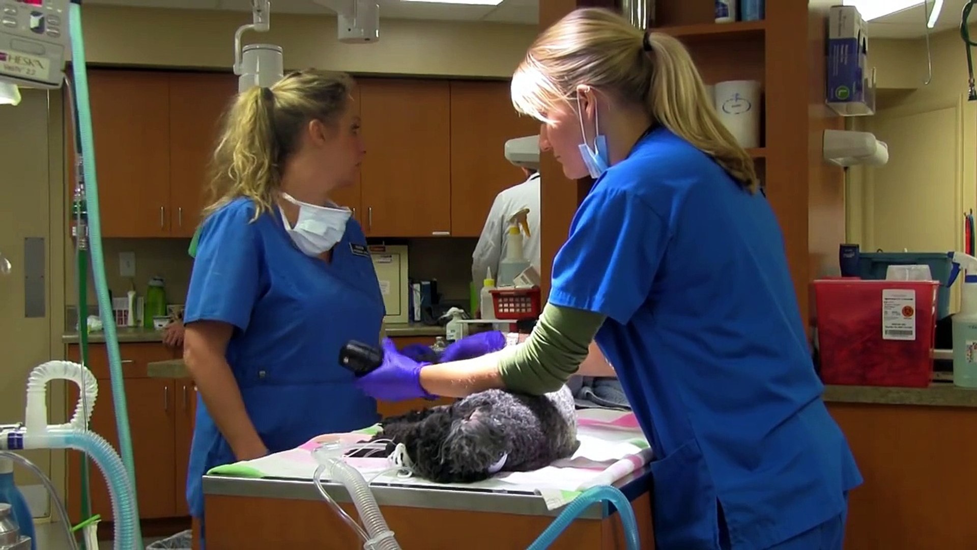 ⁣PetCare Veterinary Hospital: East Campus Tour
