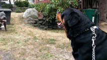 PIT BULL VS ROTTWEILER!!! VICIOUS AGGRESSIVE BULLY ALMOST FIGHT