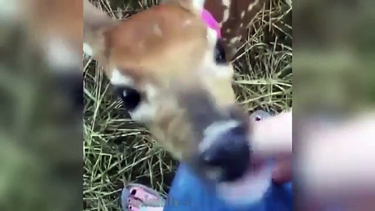 Funny Animal Vine Compilation 2015
