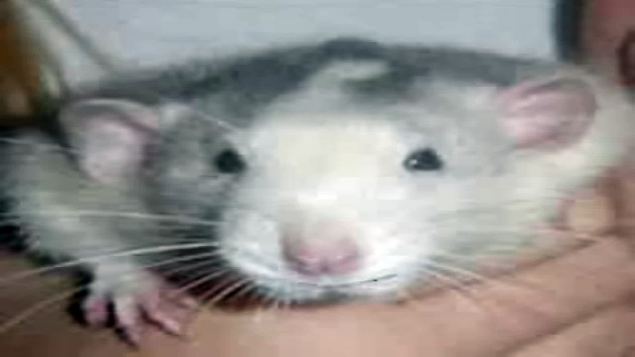 Bonjour