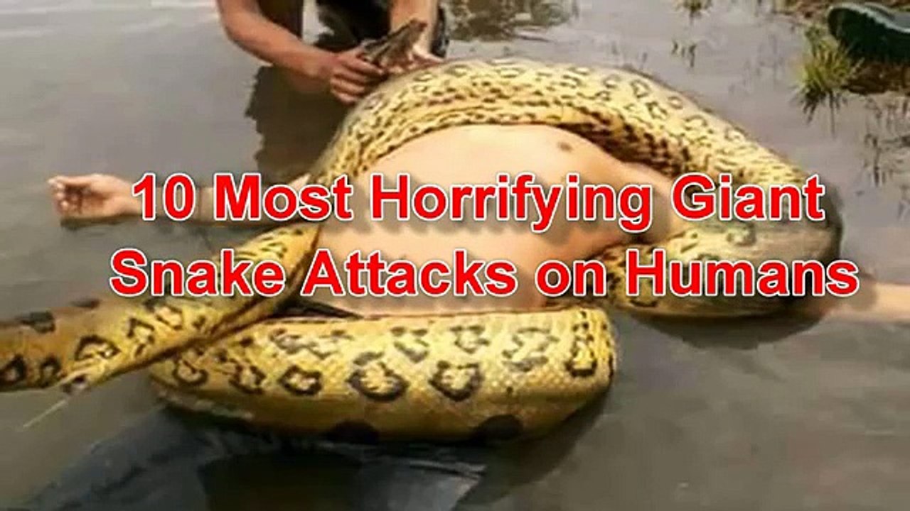 Top 10 snake attacks on human in the world - video Dailymotion