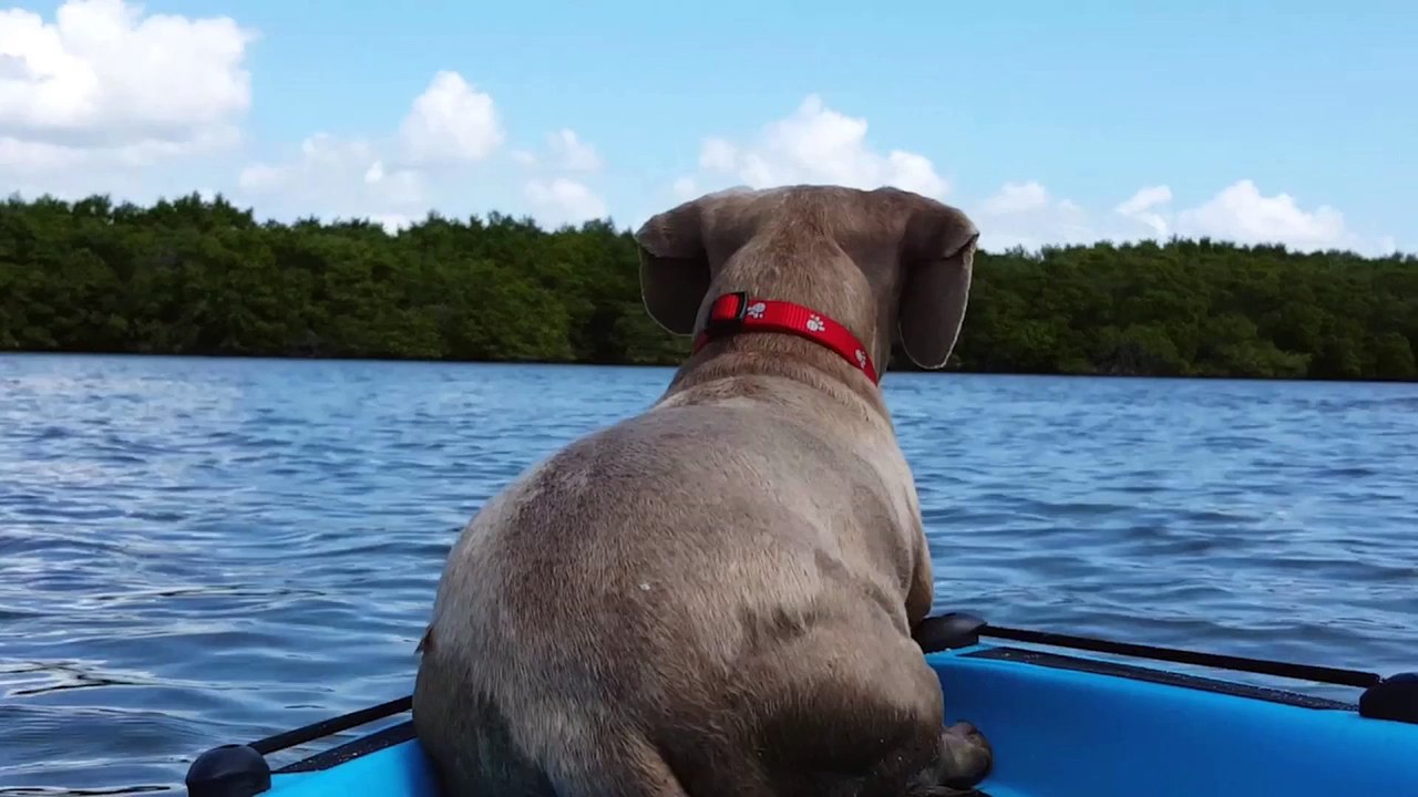 Dog Wants To Befriend Dolphin