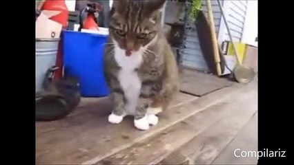 Dancing Cats Compilation