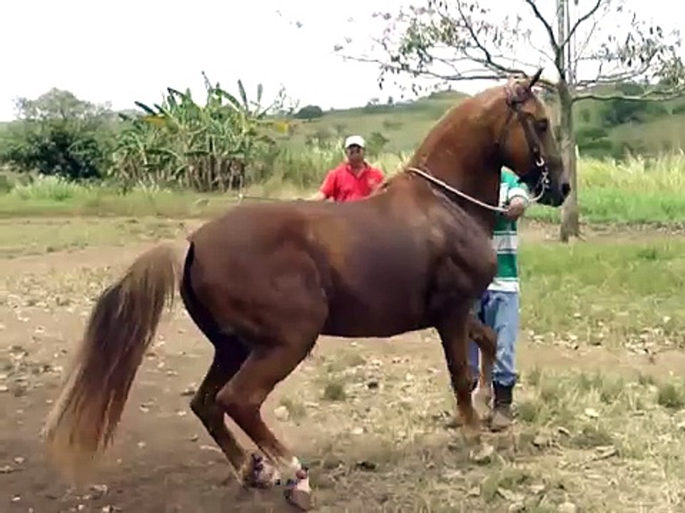 Caballlo Hilo de Oro