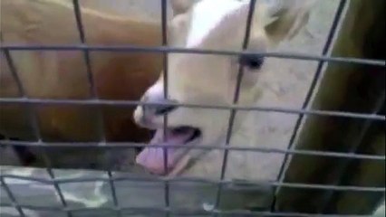 Funny Goats Screaming like Humans