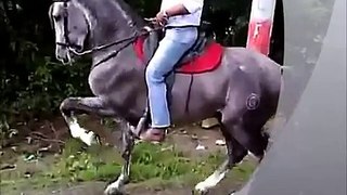 COMEDIANTE OG Vendido caballo ibero