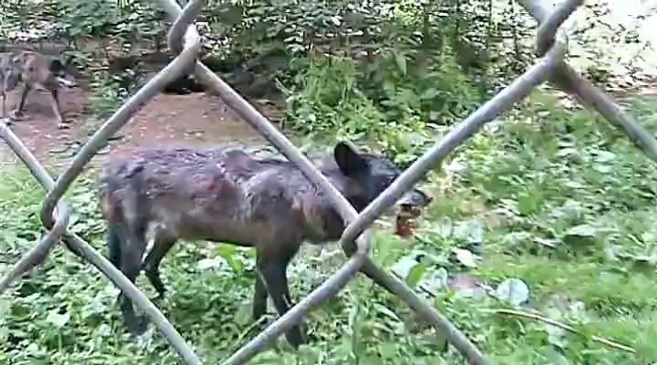 Zu Besuch im Adler – und Wolfpark Pelm – 2