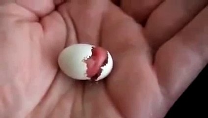 Рождение попугая