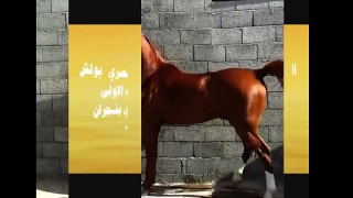 الفحل الحصان جلمود الخامس مصري بولش.wmv