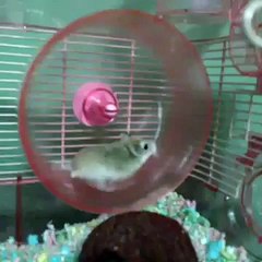 HILARIOUS HAMSTER WHEEL FAIL VINE!