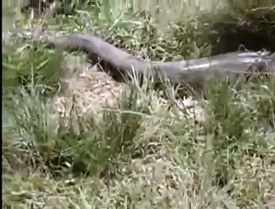 Super big snake