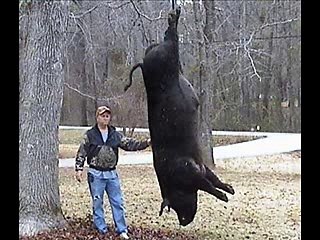 Çılgın Domuz Avcıları