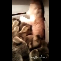 Allah bu kediye sabır versin :)