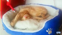 Cats sleep in uncomfortable positions. Cats sleeping in funny poses