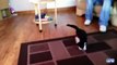 Cats are afraid of moving carpets. Funny Cats vs. carpets